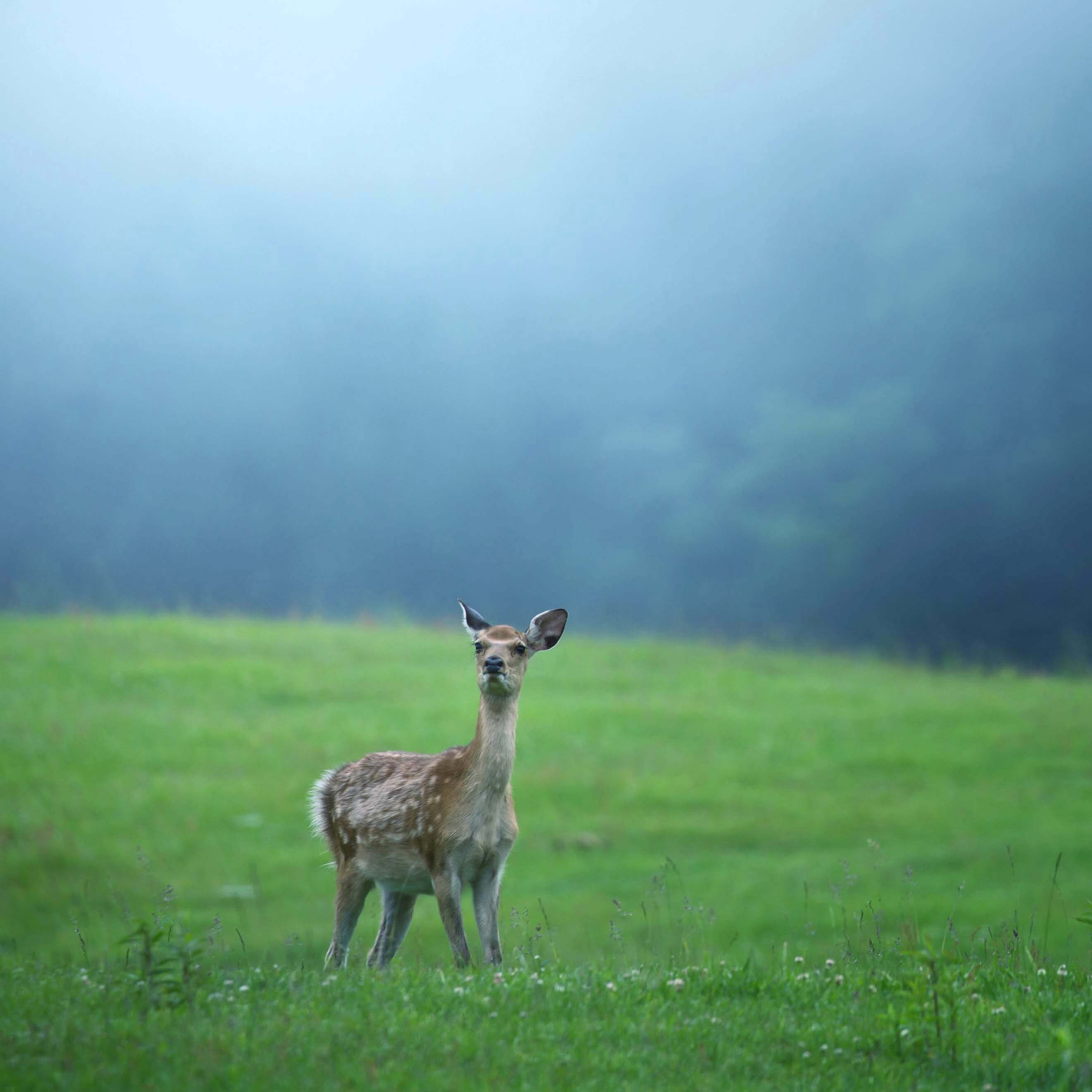無添加ペットフード「エシカプラセンタサプリメント」(1個)