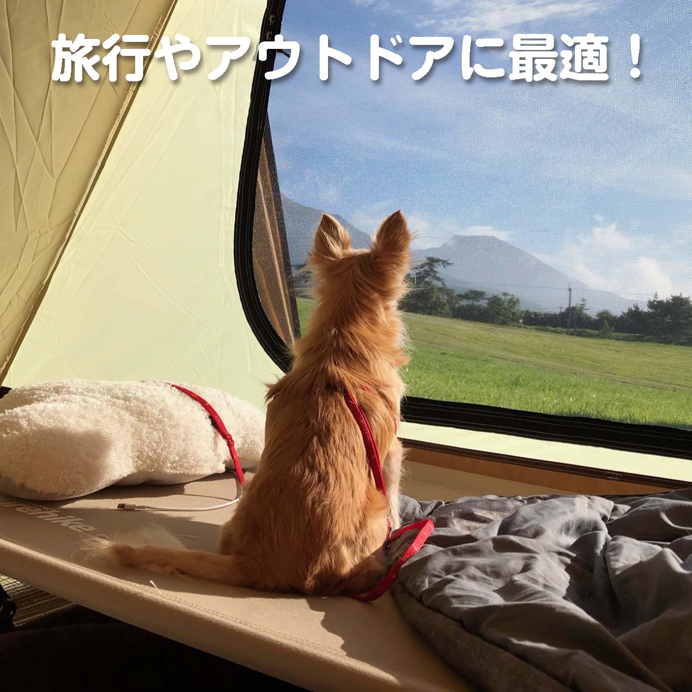 無添加ドッグフード「糀とブラン」ミニパック(10個入)