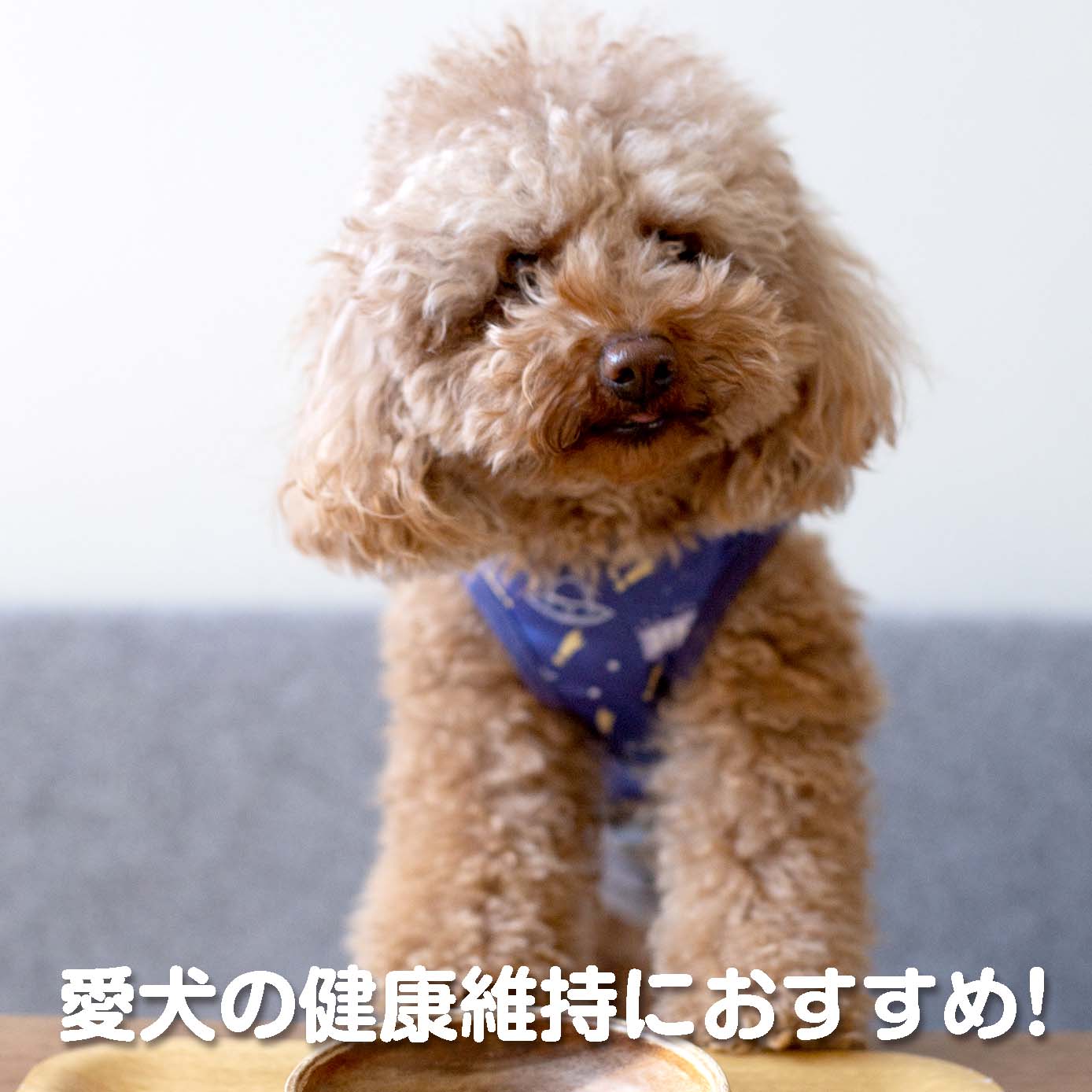 無添加ドッグフード「糀とブラン」ミニパック(5個入)