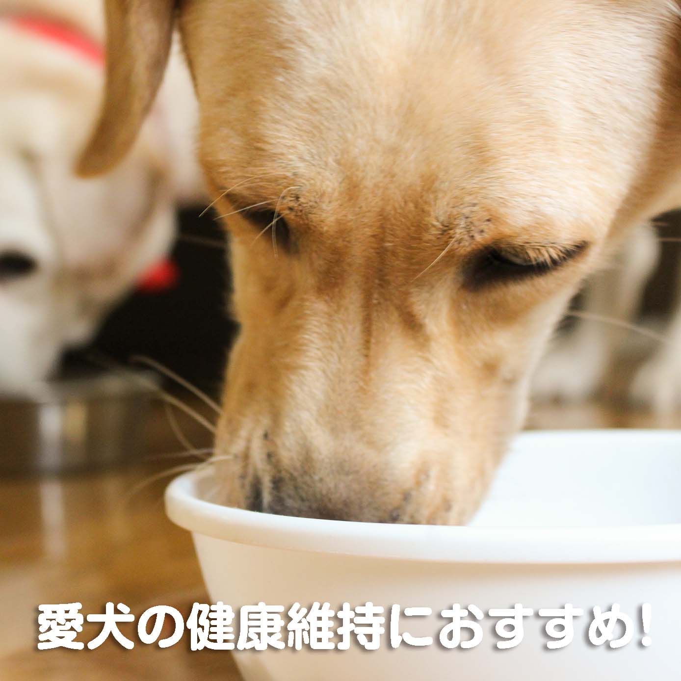 無添加ドッグフード「糀とブラン」スパウトパウチ(5個入)