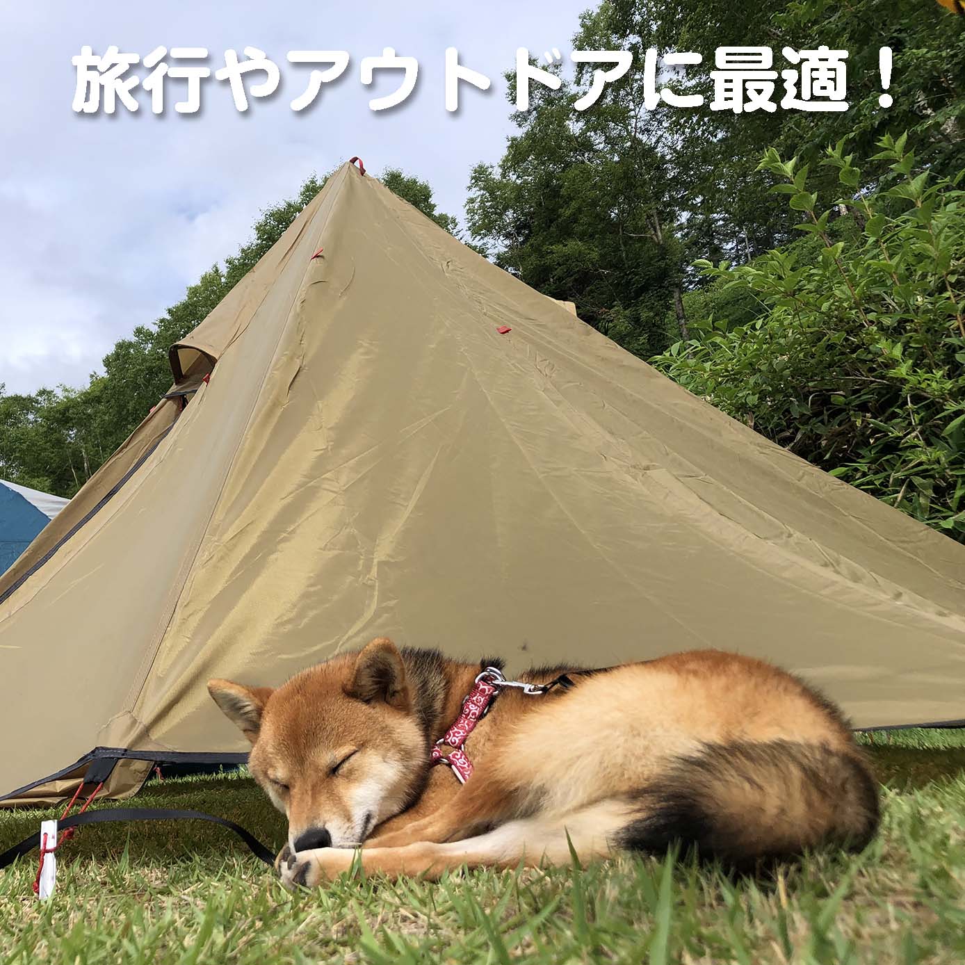 無添加ドッグフード「糀とブラン」スパウトパウチ(5個入)