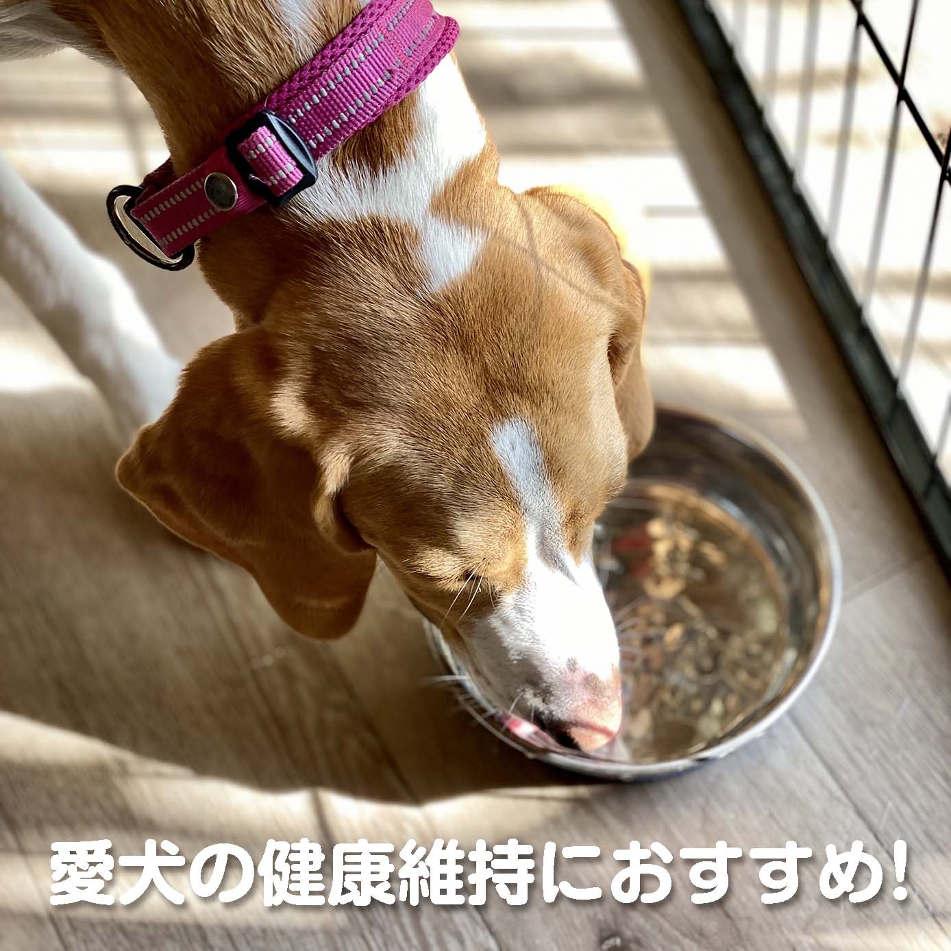 無添加ドッグフード「糀とブラン」スパウトパウチ(1個)