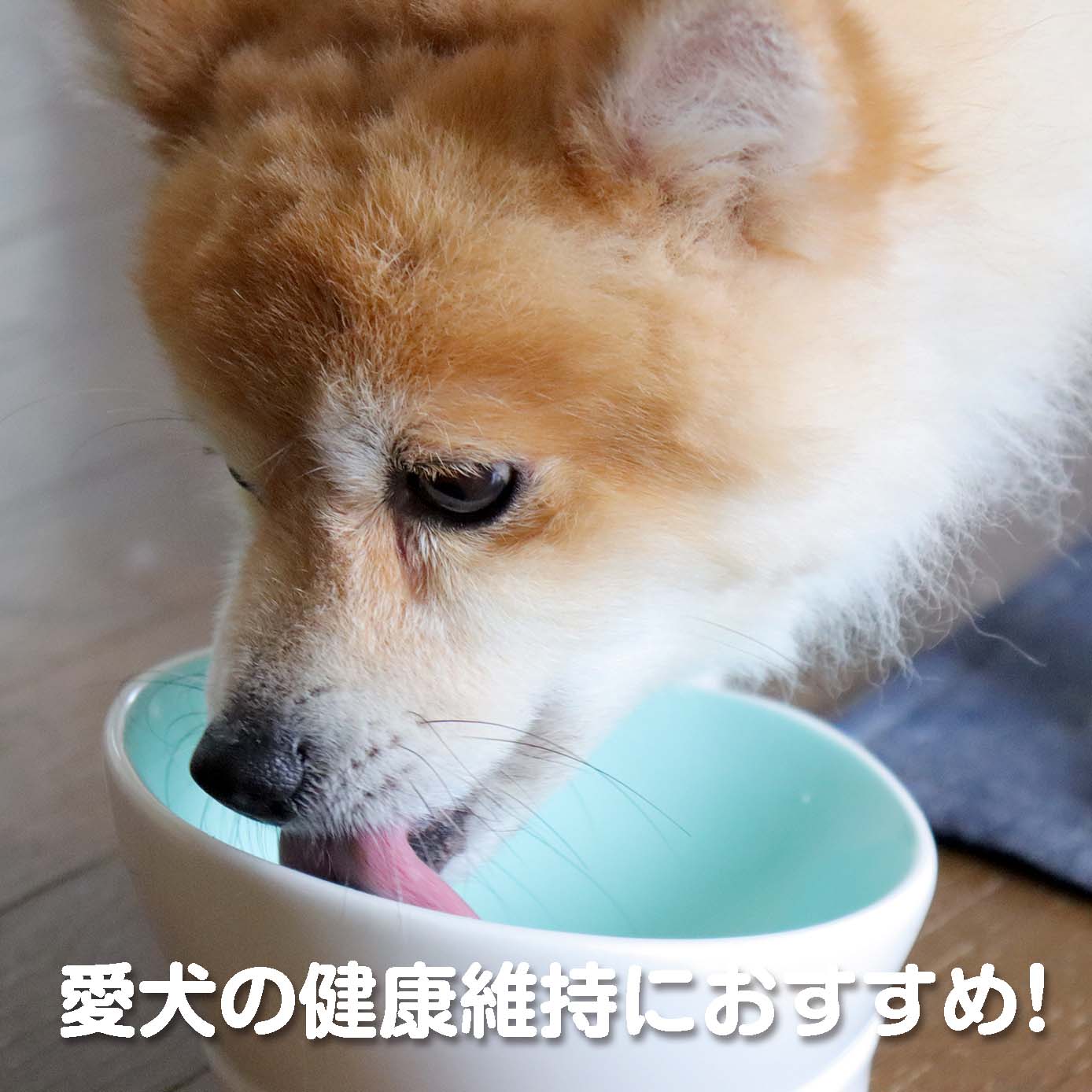 無添加ドッグフード「糀とブラン」スパウトパウチ(60個入/約6ヶ月分)