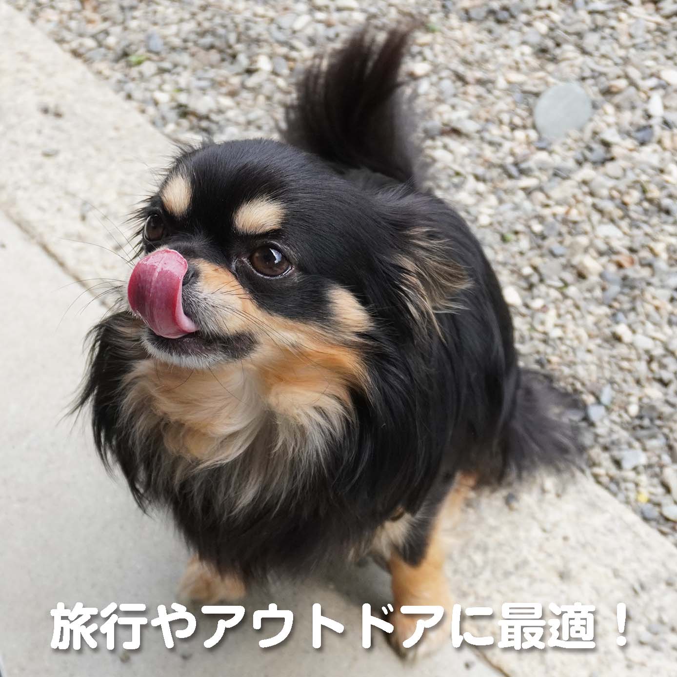 無添加ドッグフード「糀とブラン」スパウトパウチ(60個入/約6ヶ月分)