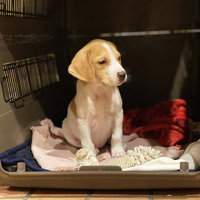 無添加ドッグフード「糀とブラン」防災備蓄用スタンドパウチ(30個入)