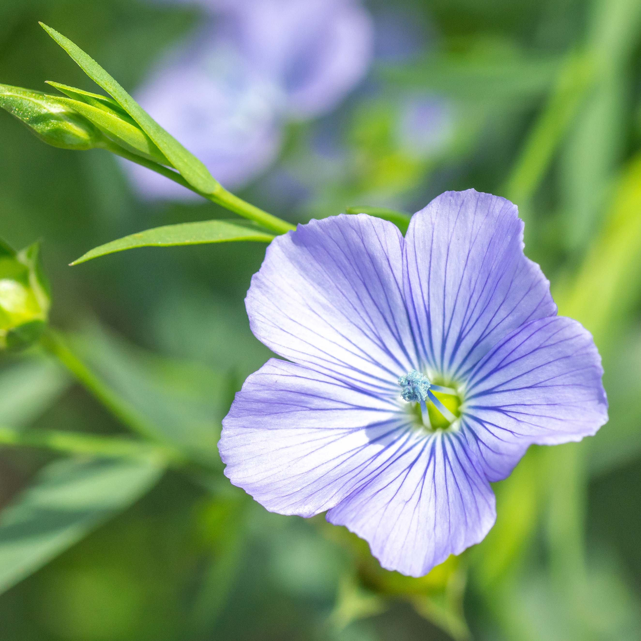 無添加ペットフード「わんにゃんふりかけ（金のアマニ入り）」(1個)
