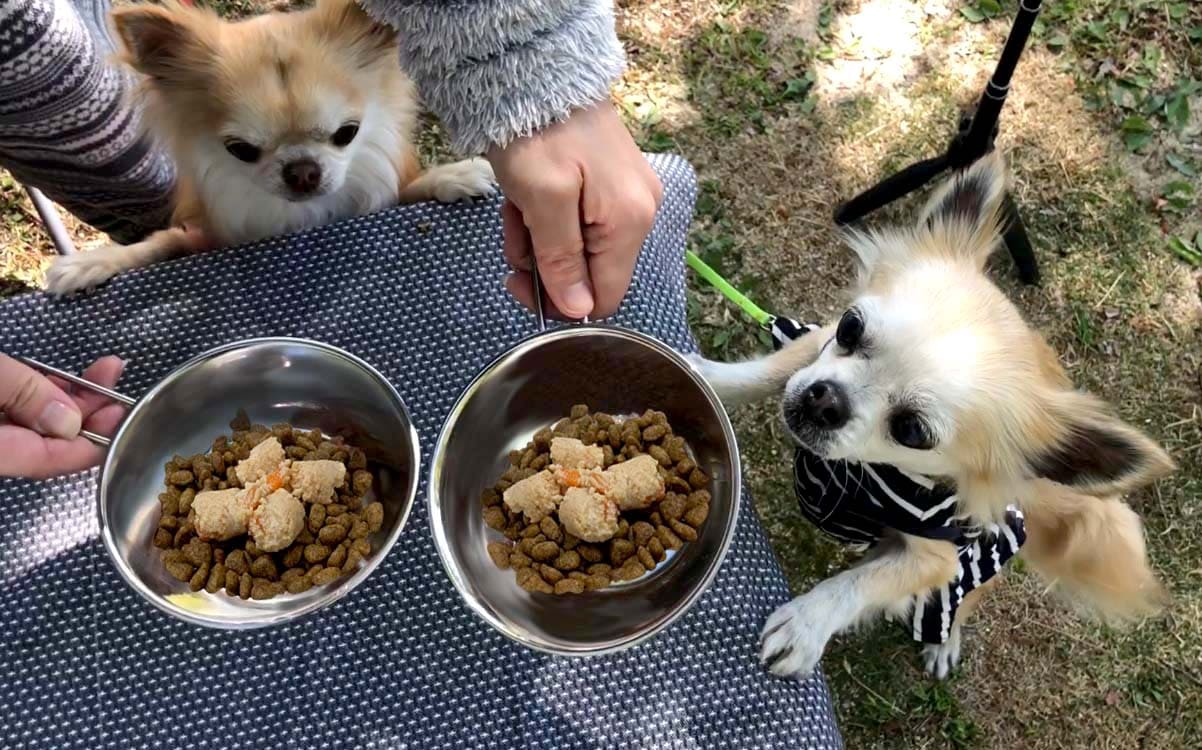 糀とブランで喜ぶ愛犬