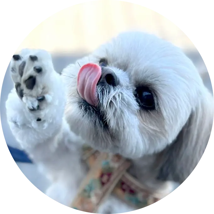 りゅうくんの写真