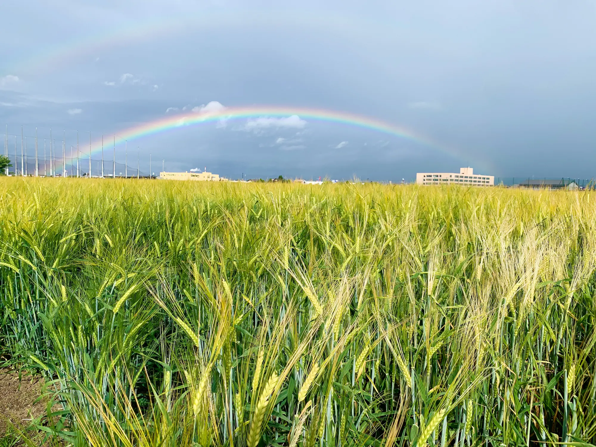 もち麦畑の画像