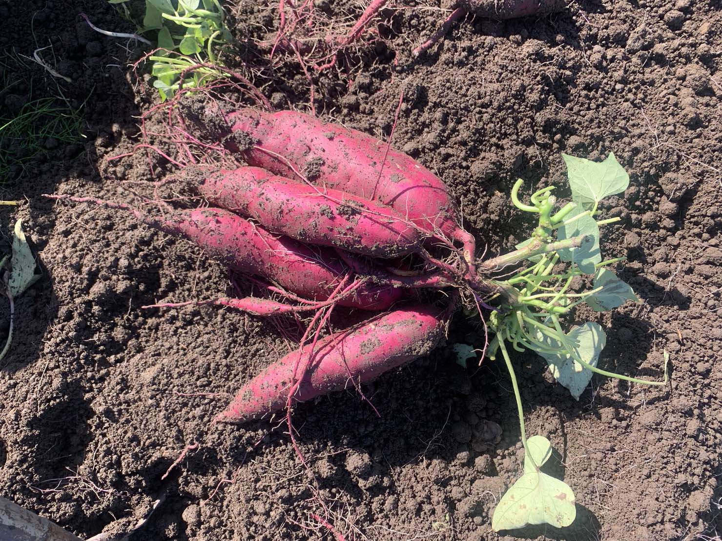 さつまいもの画像